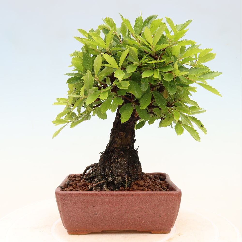 Venkovní bonsai - Zelkova - Zelkova NIRE