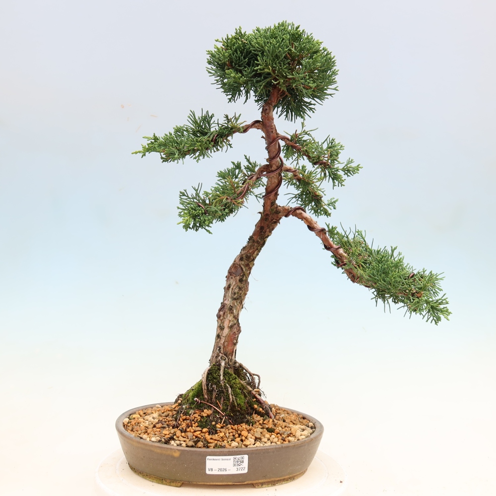 Venkovní bonsai - Juniperus chinensis Kishu -Jalovec čínský