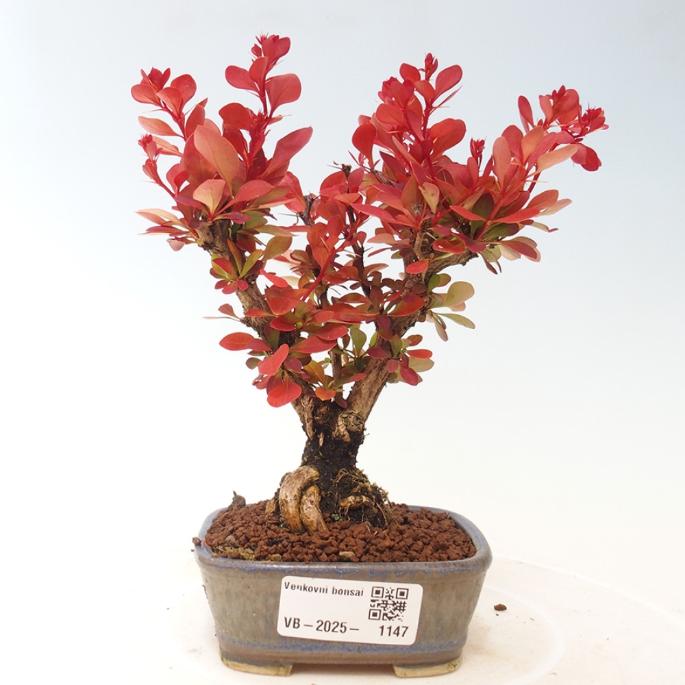 Venkovní bonsai - Berberis thunbergii Kobold - Dřištál Thunbergův