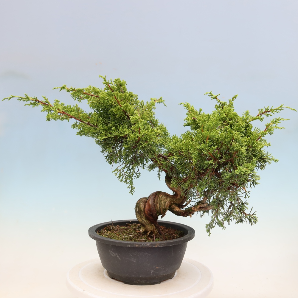 Venkovní bonsai - Juniperus chinensis Itoigawa-Jalovec čínský