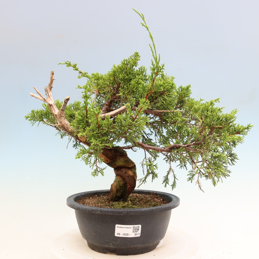 Venkovní bonsai - Juniperus chinensis Itoigawa-Jalovec čínský