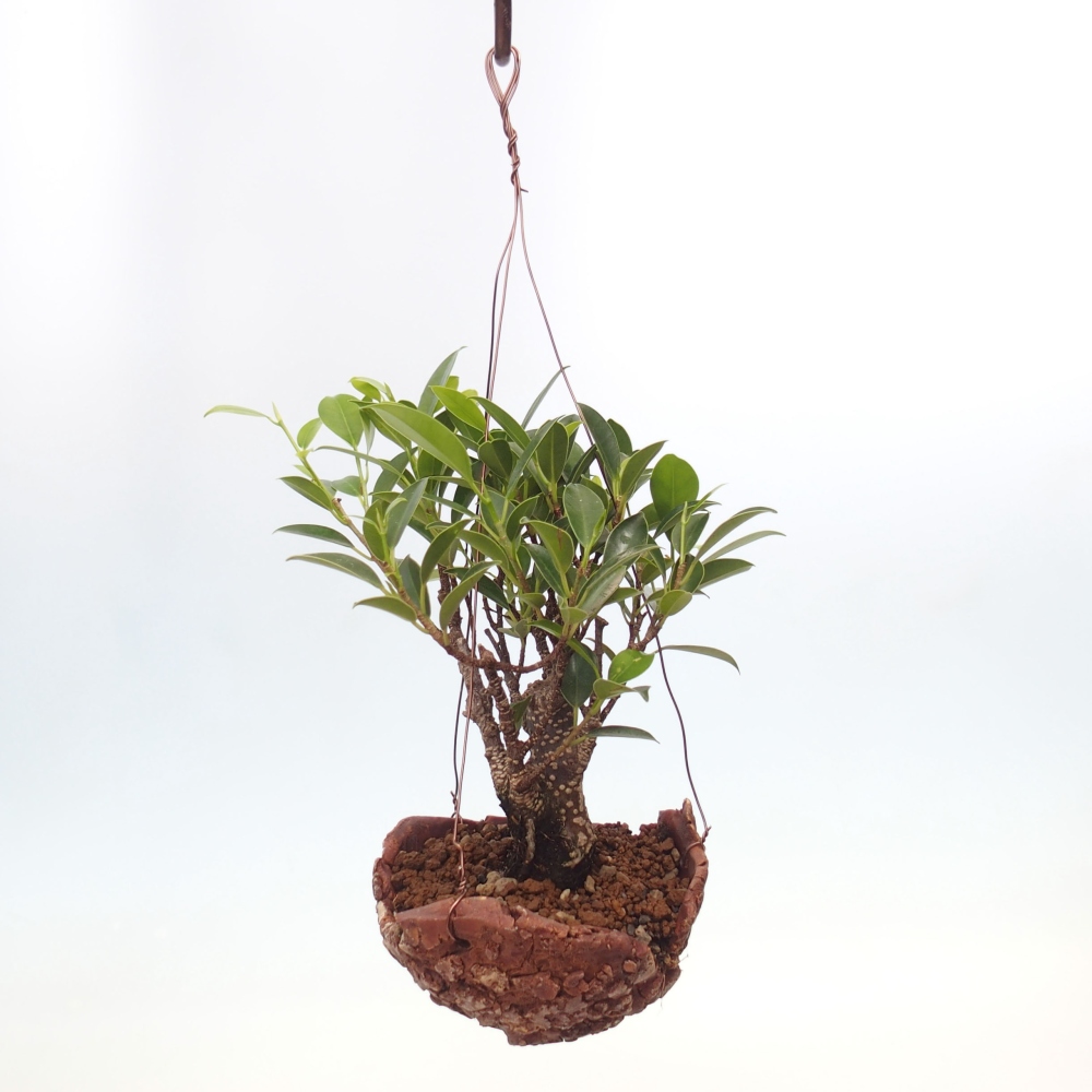 Kokedama v keramice - malolistý ficus - Ficus kimmen