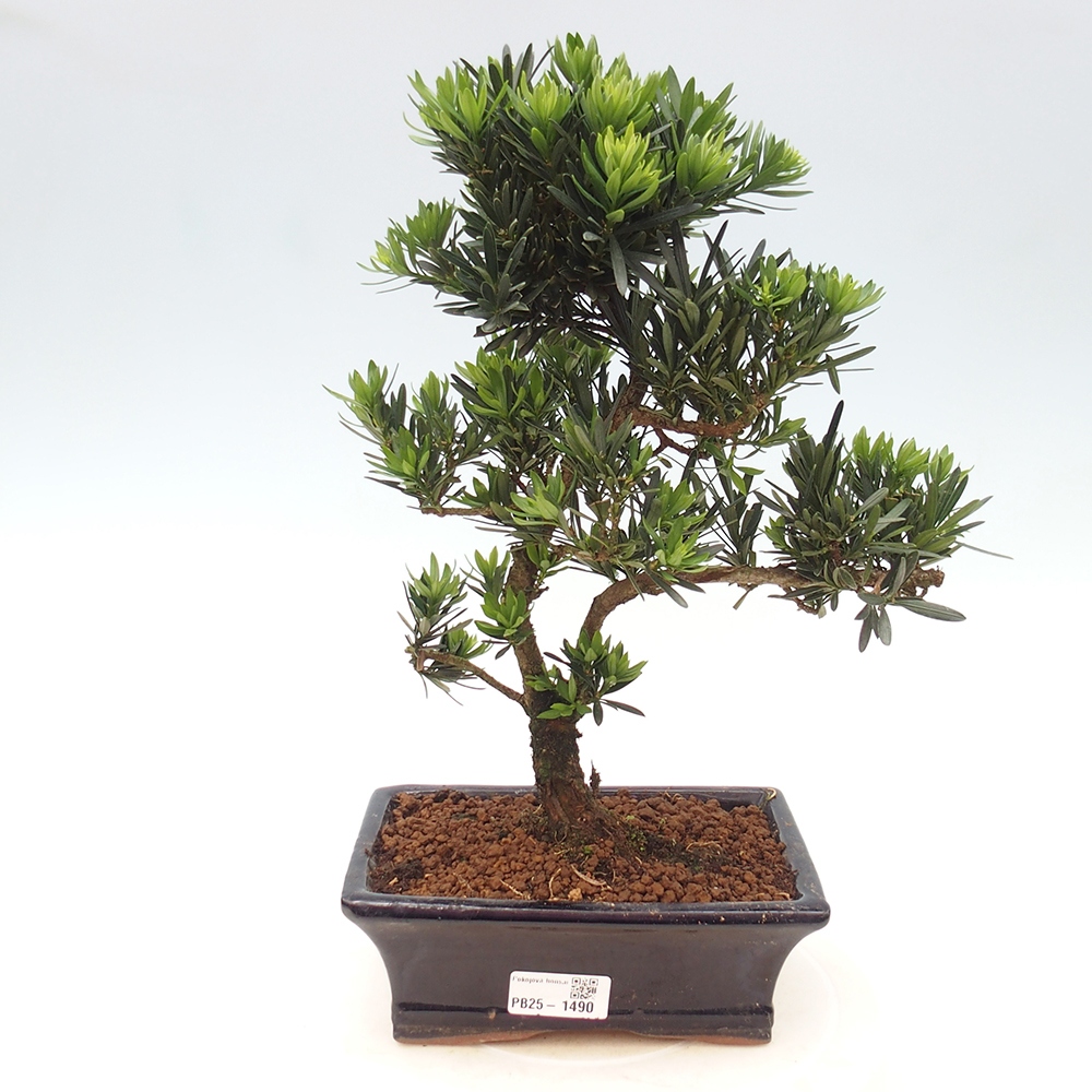 Pokojová bonsai - Podocarpus - Kamenný tis
