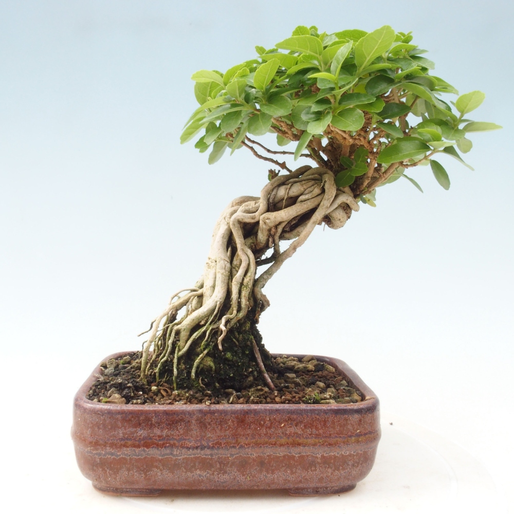 Pokojová bonsai - Premna serratifolia  - Kozlovoň malolistá