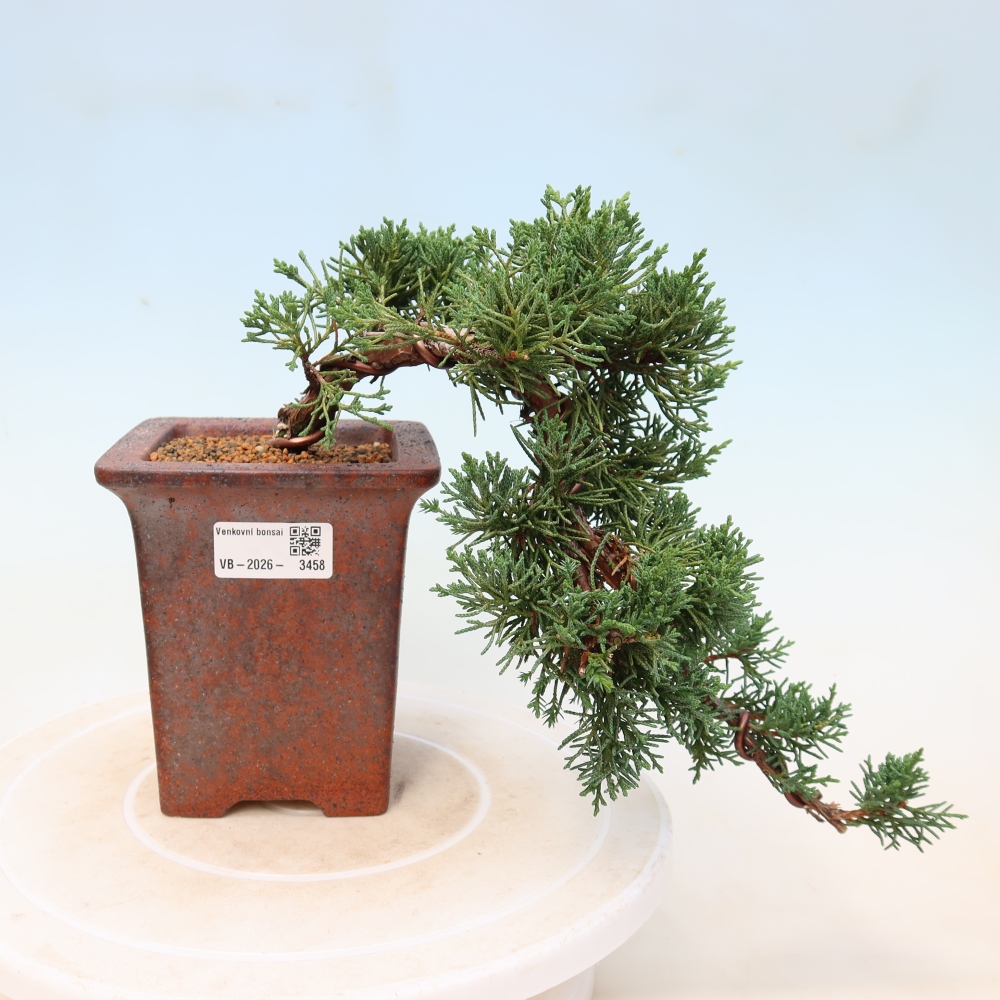 Venkovní bonsai - Juniperus chinensis Kishu -Jalovec čínský