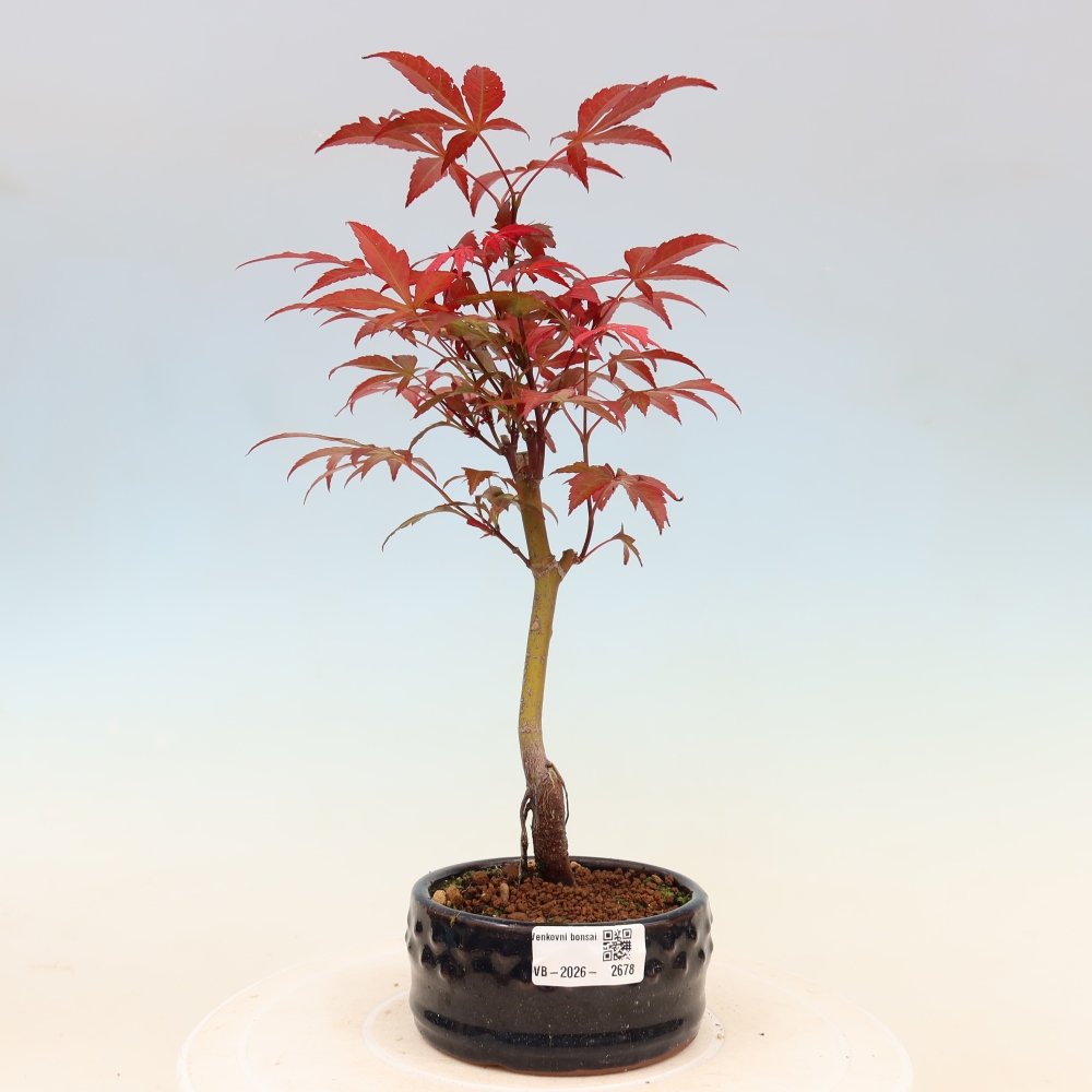 Venkovní bonsai - Acer palm. Atropurpureum-Javor dlanitolistý