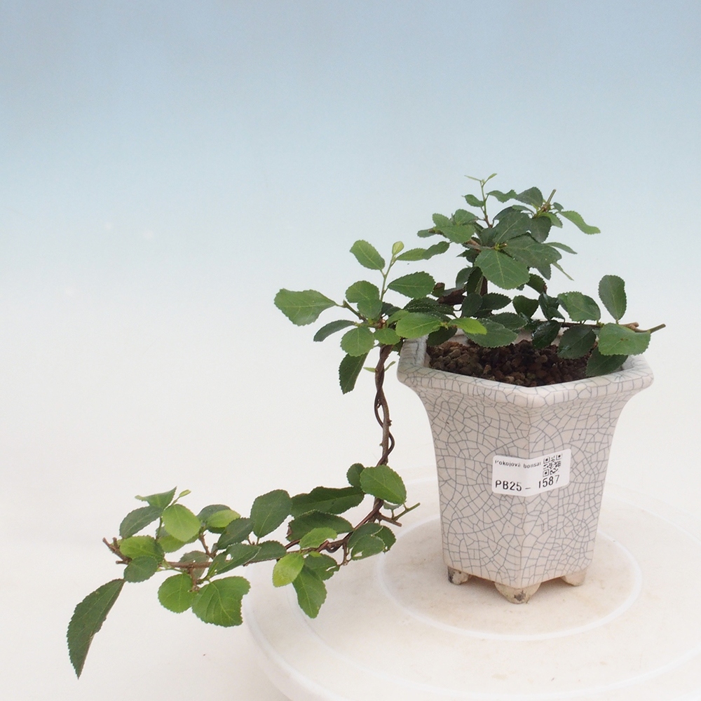 Pokojová bonsai - Grewia occidentalis - Hvězdice levandulová
