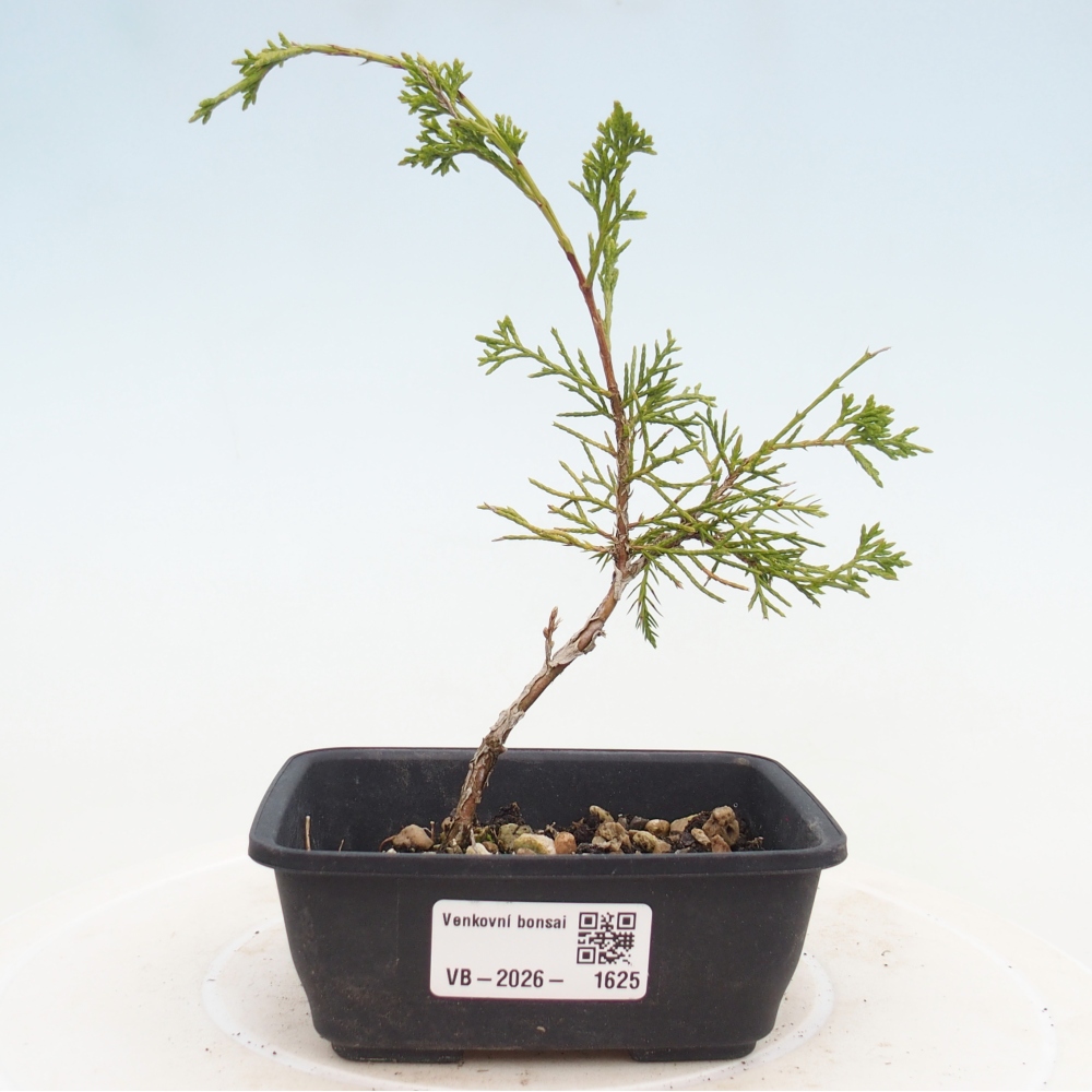 Venkovní bonsai - Juniperus chinensis Itoigawa -Jalovec čínský