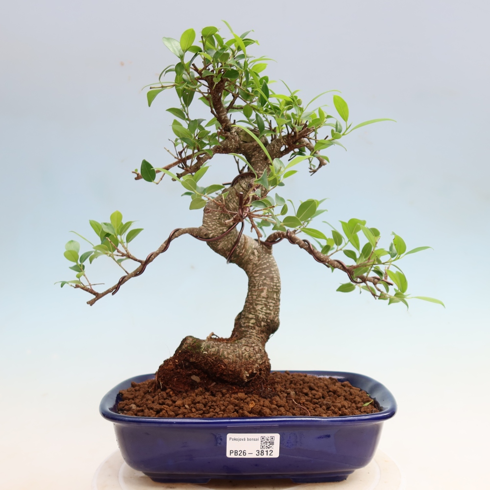 Pokojová bonsai - Ficus kimmen -  malolistý fíkus