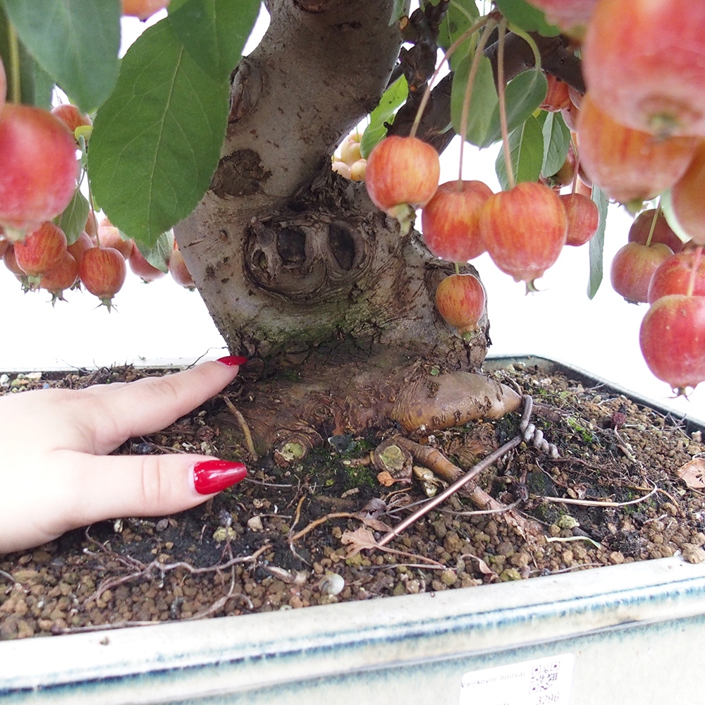 Venkovní bonsai -Malus halliana - Maloplodá jabloň