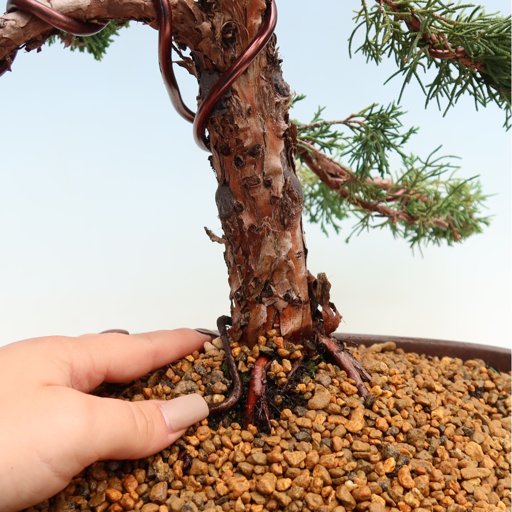 Venkovní bonsai - Juniperus chinensis Kishu -Jalovec čínský
