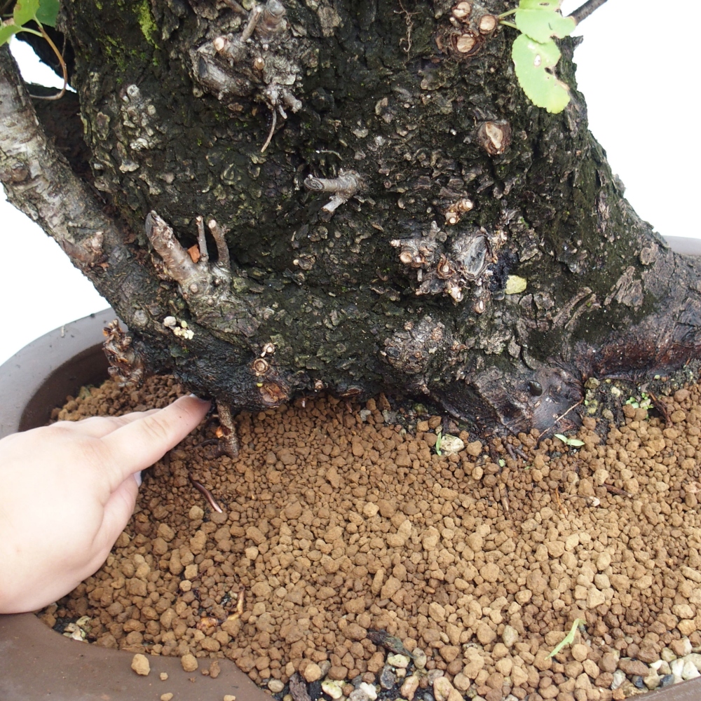 Venkovní bonsai - Mahalebka - Prunus mahaleb