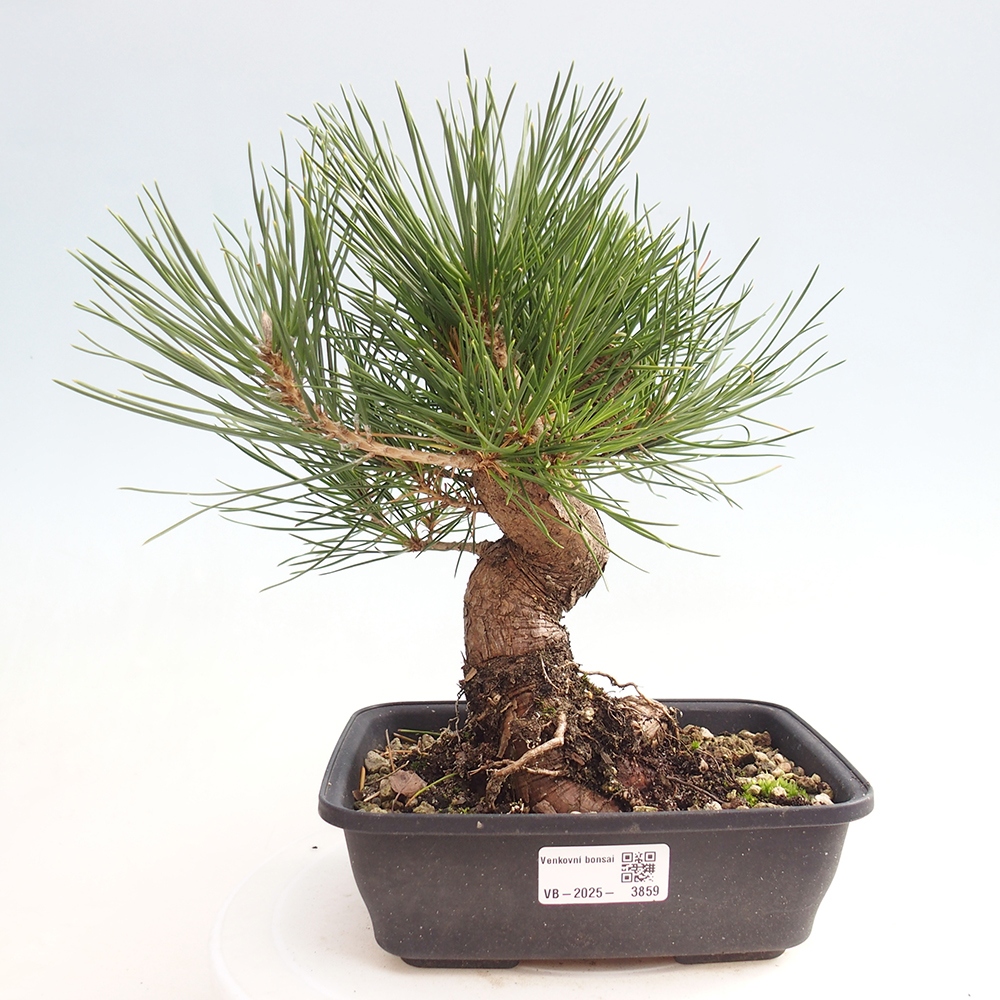 Venkovní bonsai - Pinus thunbergii - Borovice thunbergova