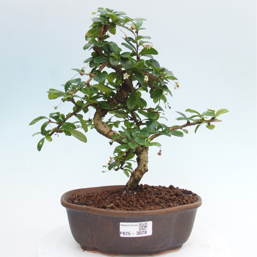 Pokojová bonsai - Carmona macrophylla - Čaj fuki