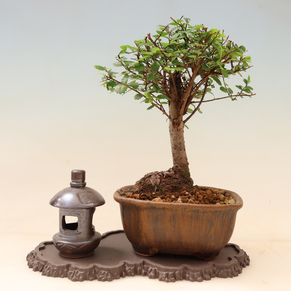 Plastový podstavec pod bonsai 22,5 x 12 x 1 cm, barva hnědá