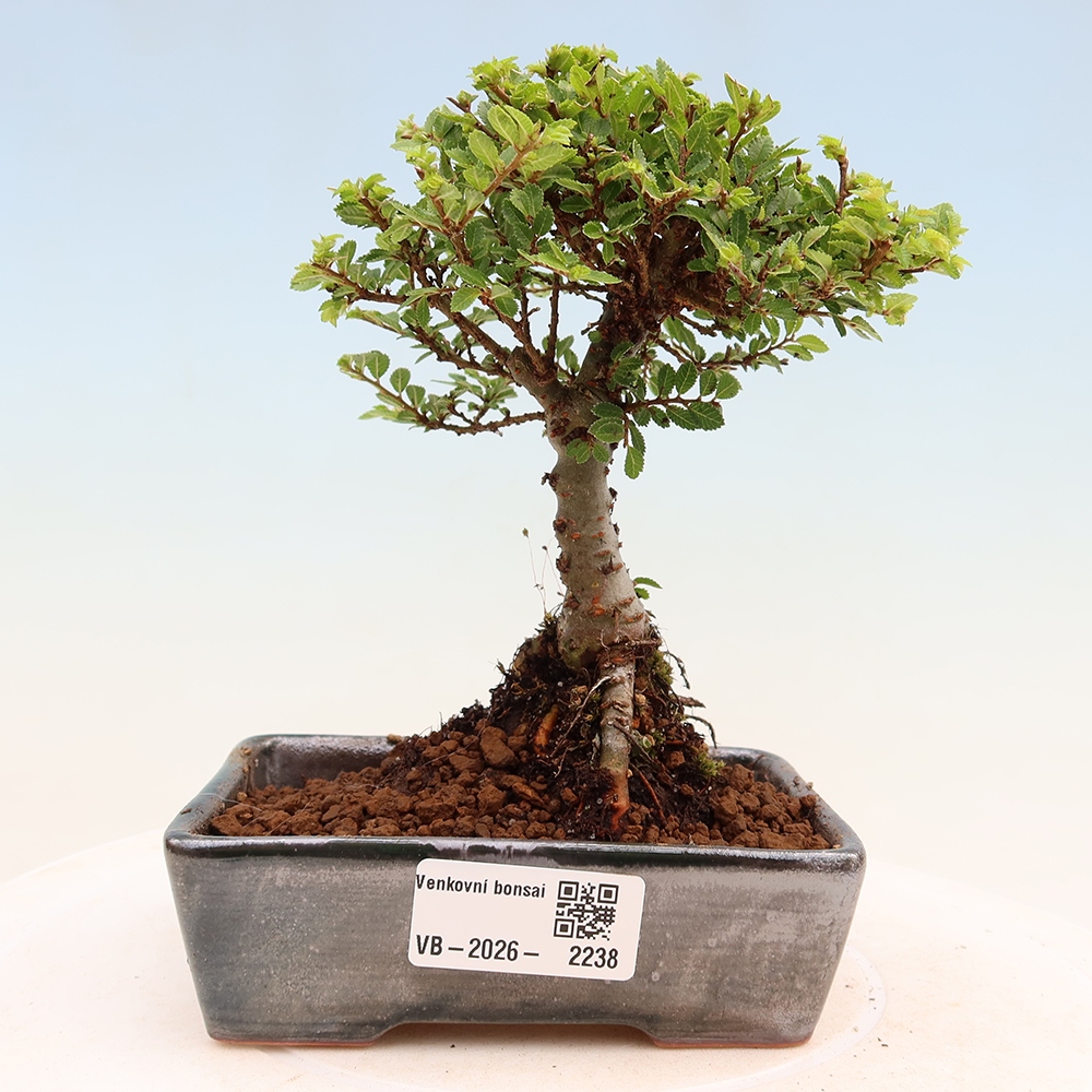 Venkovní bonsai - Ulmus parvifolia Sagei - Malolistý jilm