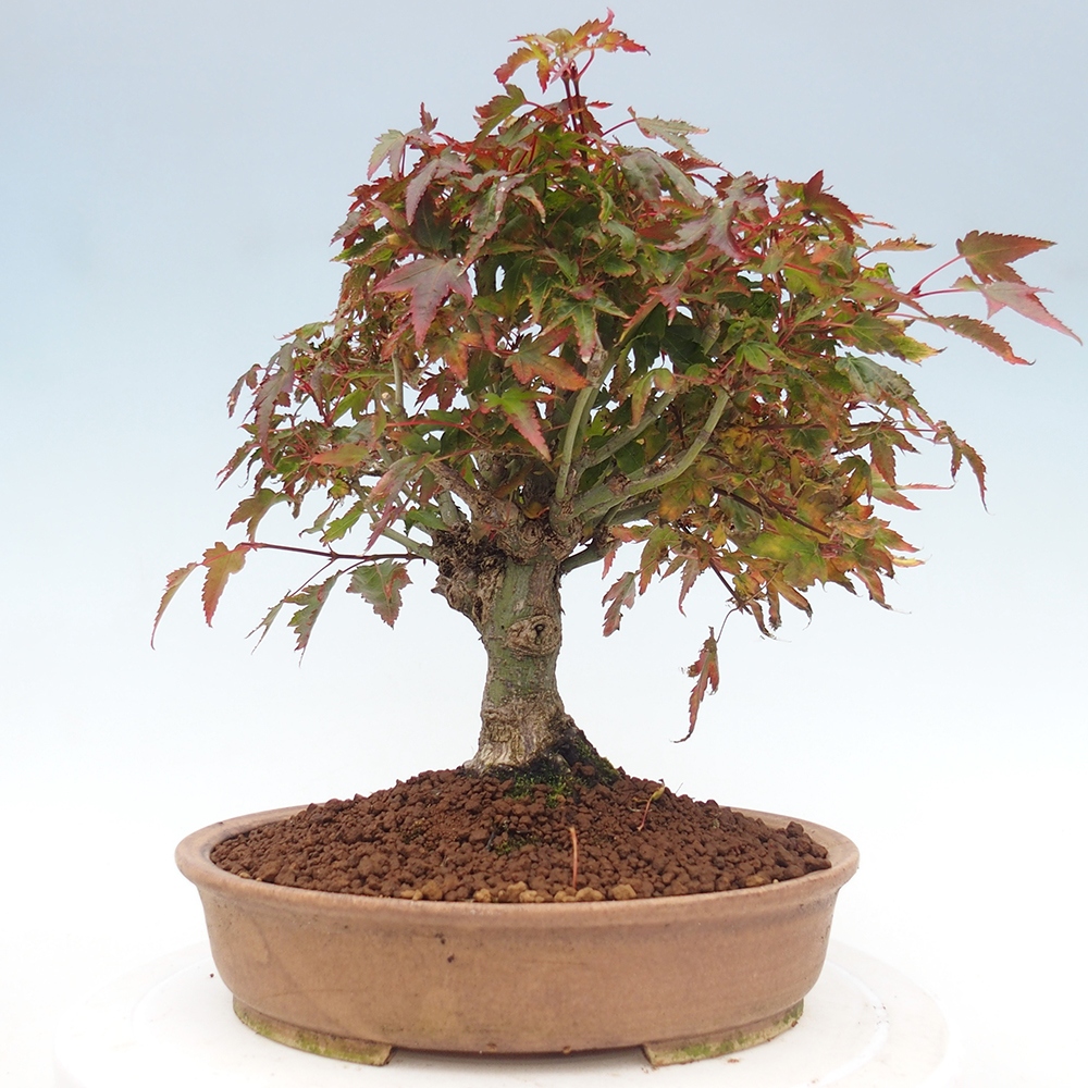 Acer palmatum KIOHIME - Javor dlanitolistý