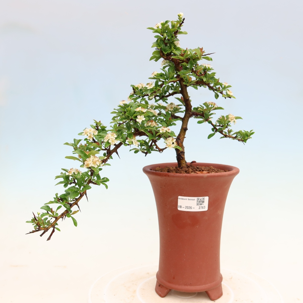Venkovní bonsai - Pyracantha teton - Hlohyně šarlatová