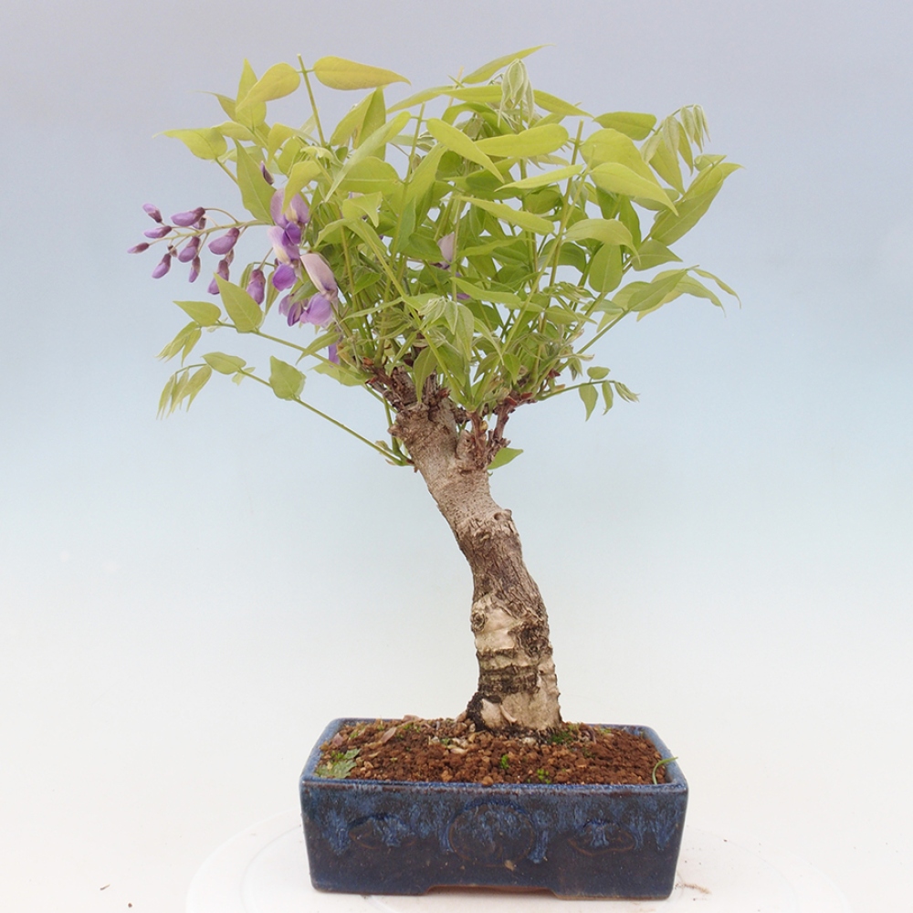 Venkovní bonsai - Vistarie květnatá - Wisteria floribunda
