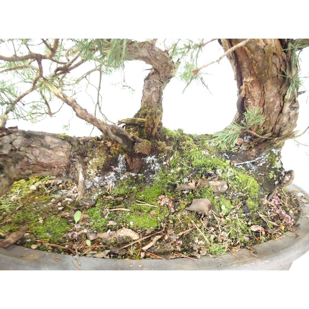 Yamadori - Pinus sylvestris - Borovice lesní - Španělsko