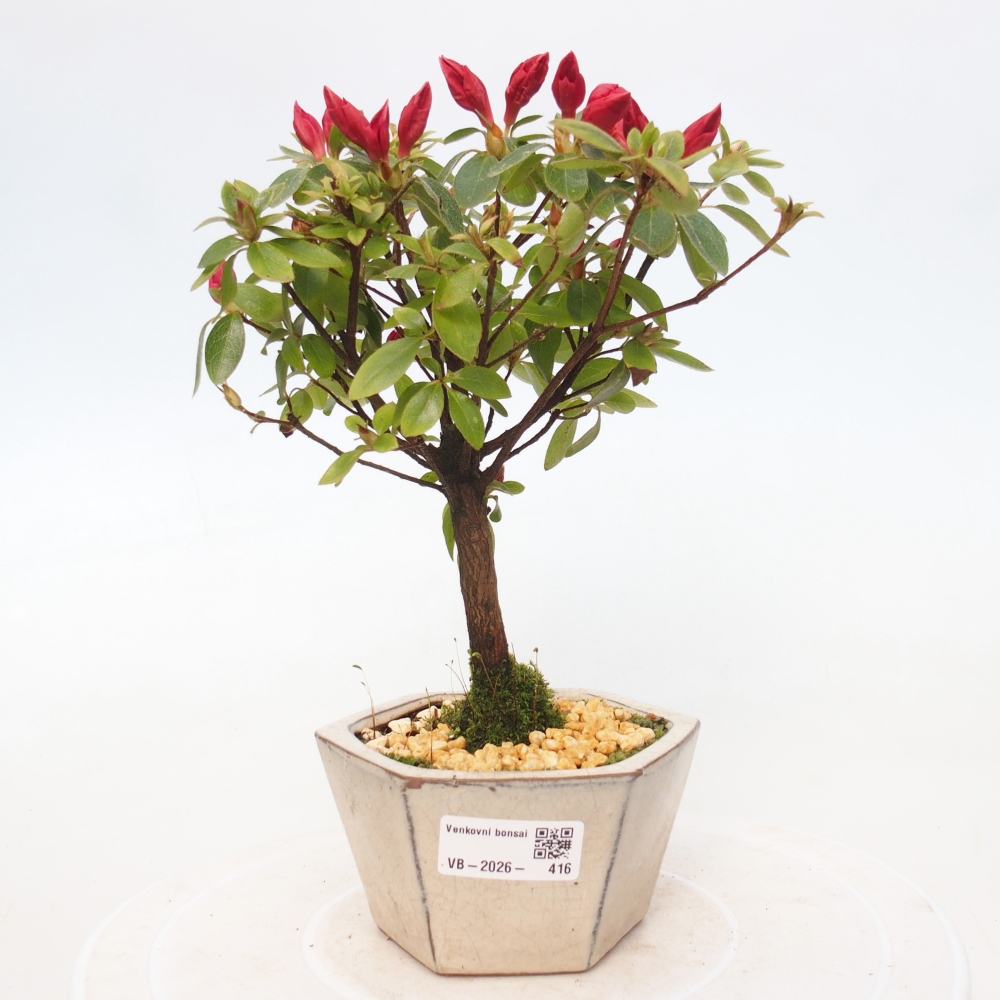 Venkovní bonsai - Japonská azalka - Azalea sp.