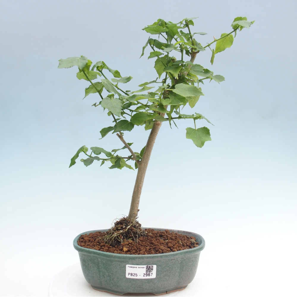 Pokojová bonsai - Malvaviscus arboreus - ibiškovec dřevnatý