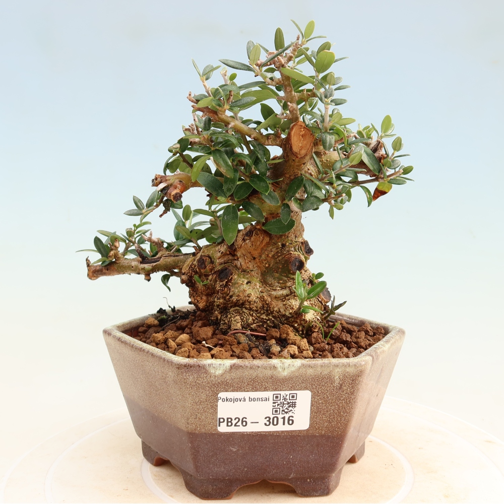 Pokojová bonsai - Olea europaea sylvestris -Oliva evropská drobnolistá