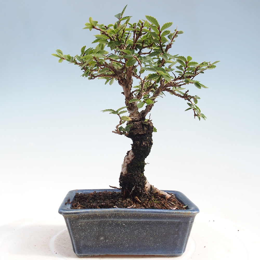 Venkovní bonsai - Zelkova - Zelkova NIRE