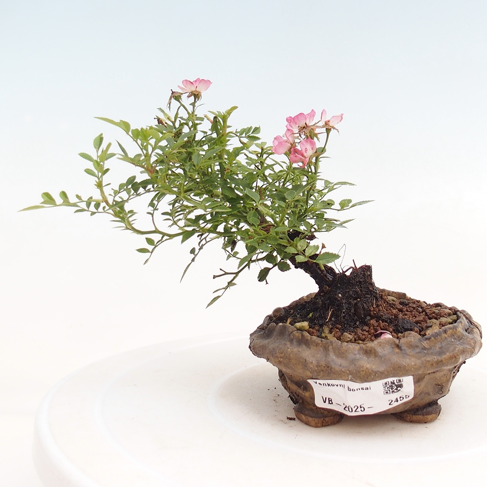 Venkovní bonsai - Rosa Cutie Pie - Růže 