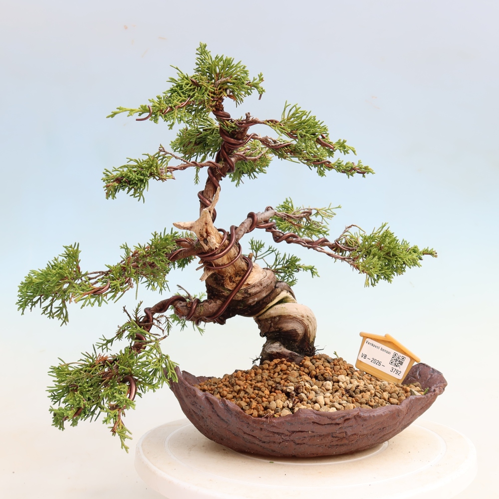 Venkovní bonsai - Juniperus chinensis Itoigawa-Jalovec čínský