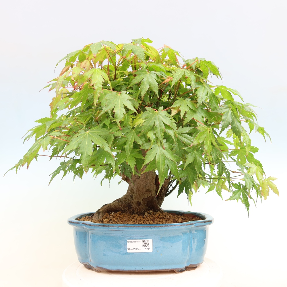 Venkovní bonsai - Javor Burgerův - Acer Burgerianum 
