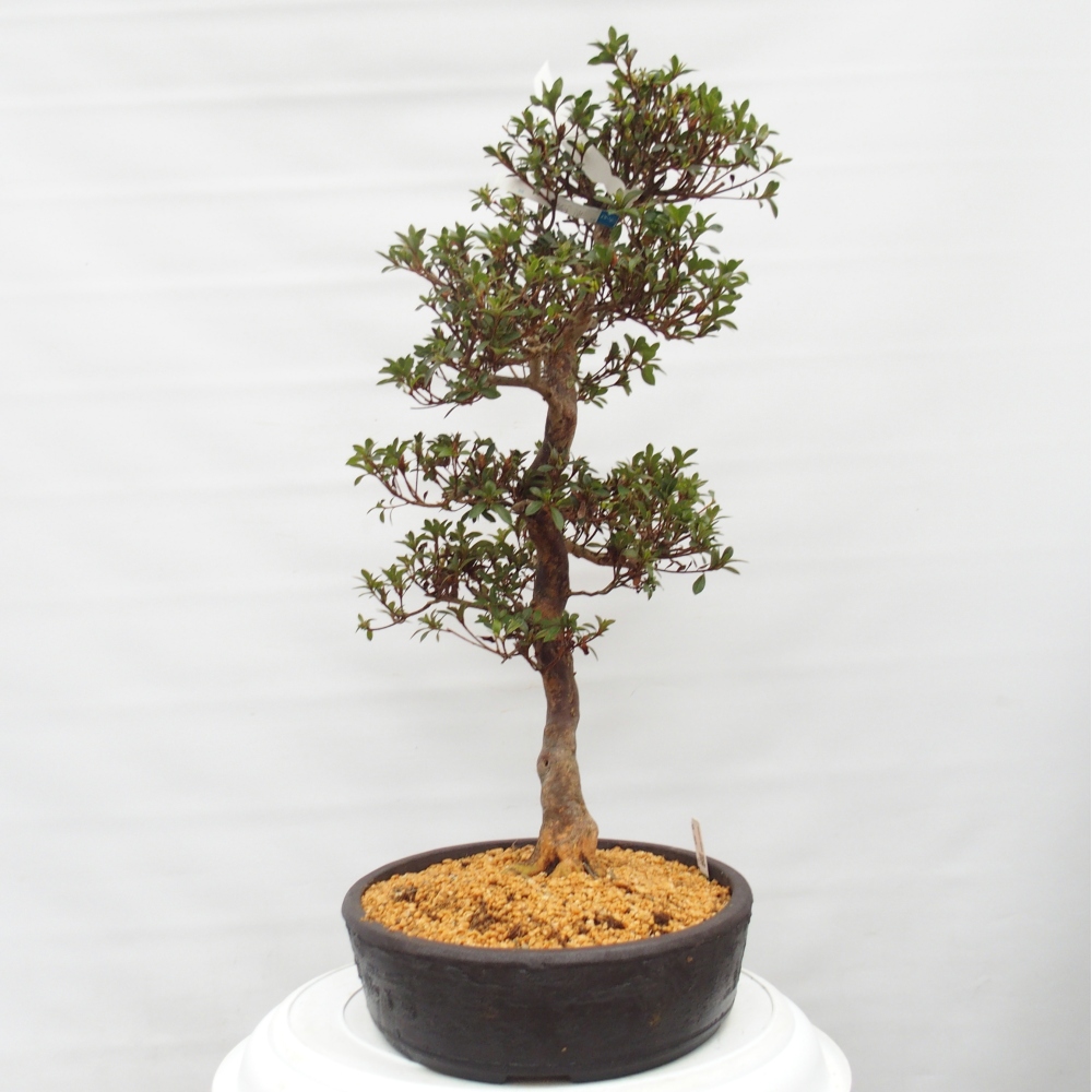 Venkovní bonsai - Japonská azalka - Azalea Hanatsuzuri