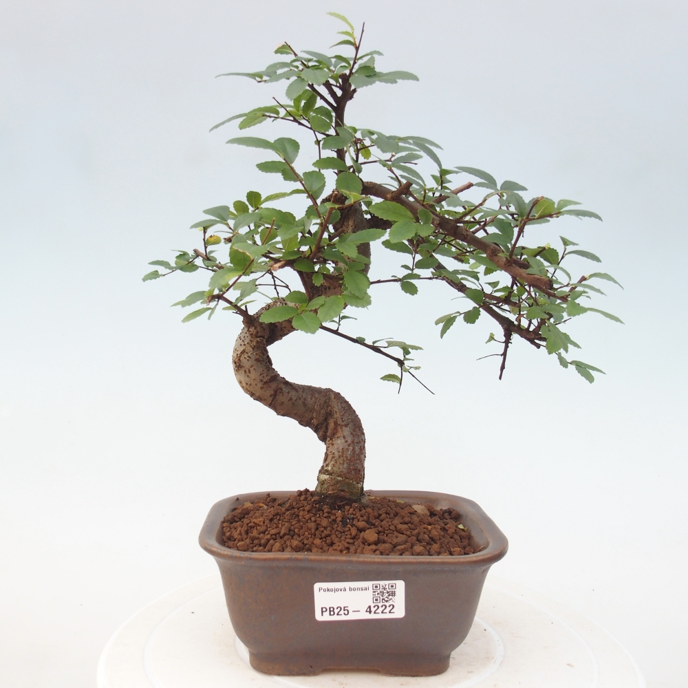Pokojová bonsai - Ulmus parvifolia - Malolistý jilm