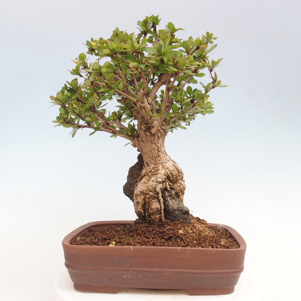 Venkovní bonsai - Berberis coreana - Dřištál korejský