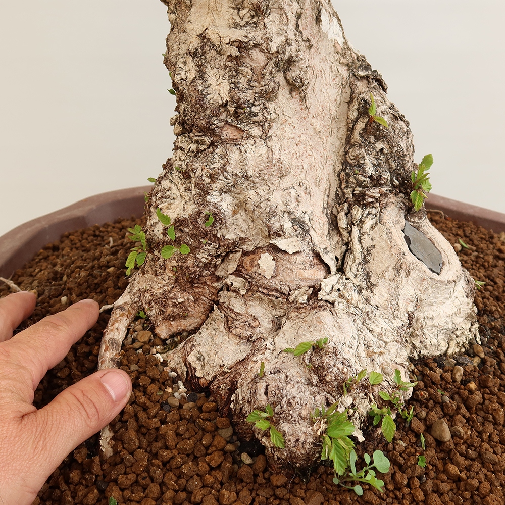 Venkovní bonsai -Carpinus Coreana - Habr korejský