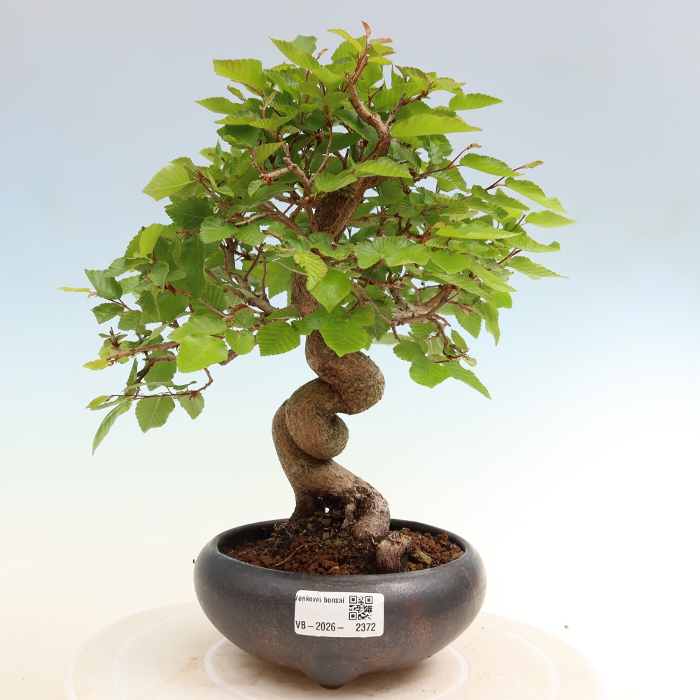 Venkovní bonsai -Carpinus coreana - Habr korejský