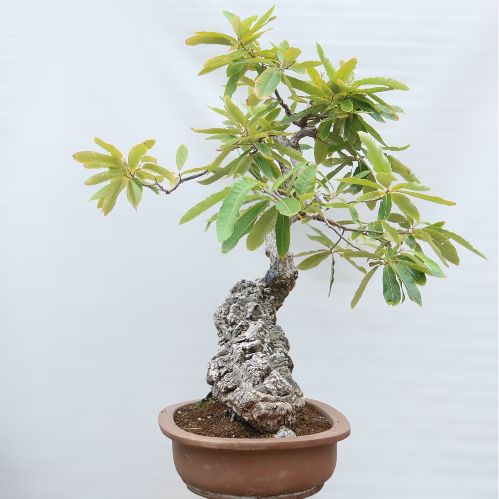 Venkovní bonsai - Quercus castaneifolia  - Dub kaštanolistý