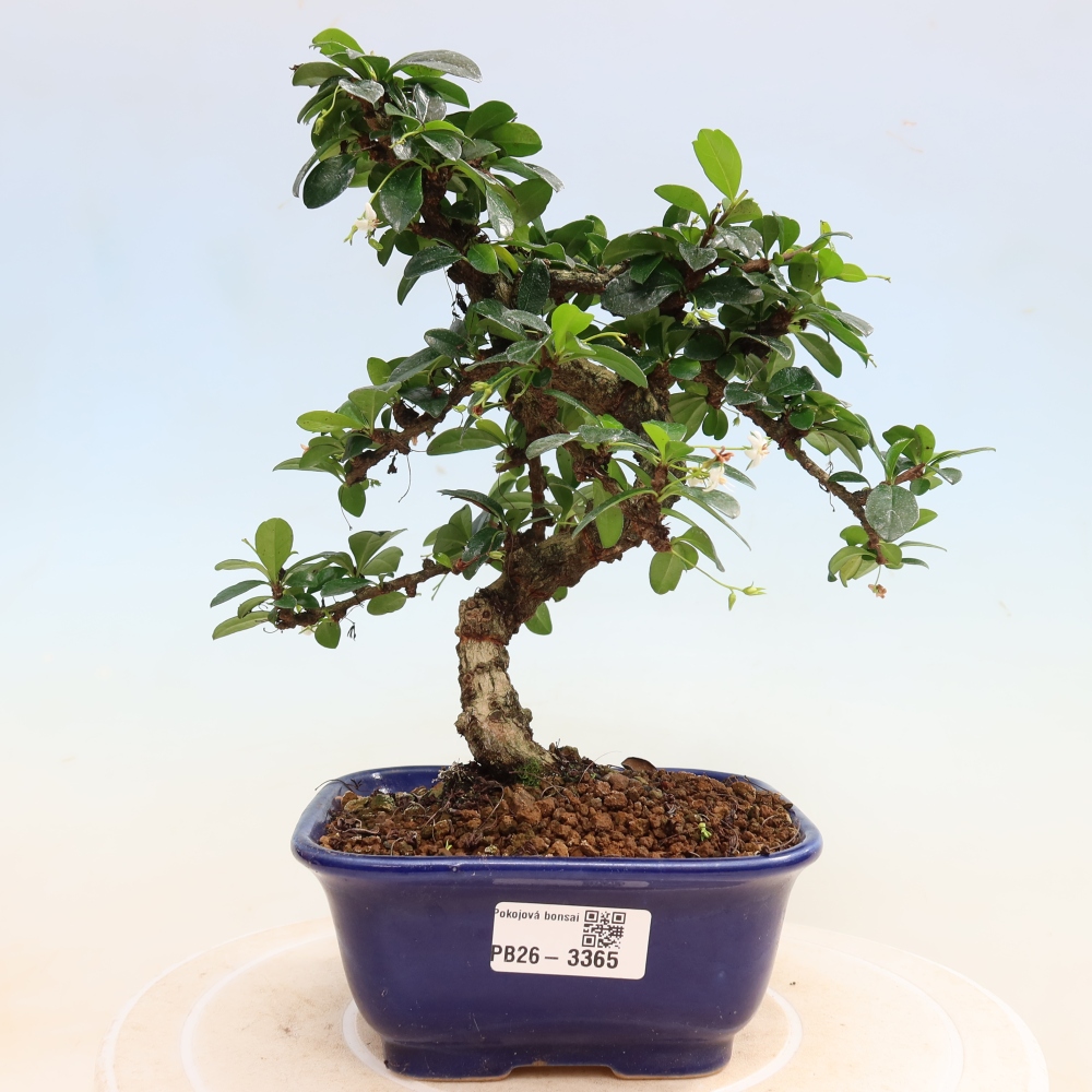 Pokojová bonsai - Carmona macrophylla - Čaj fuki