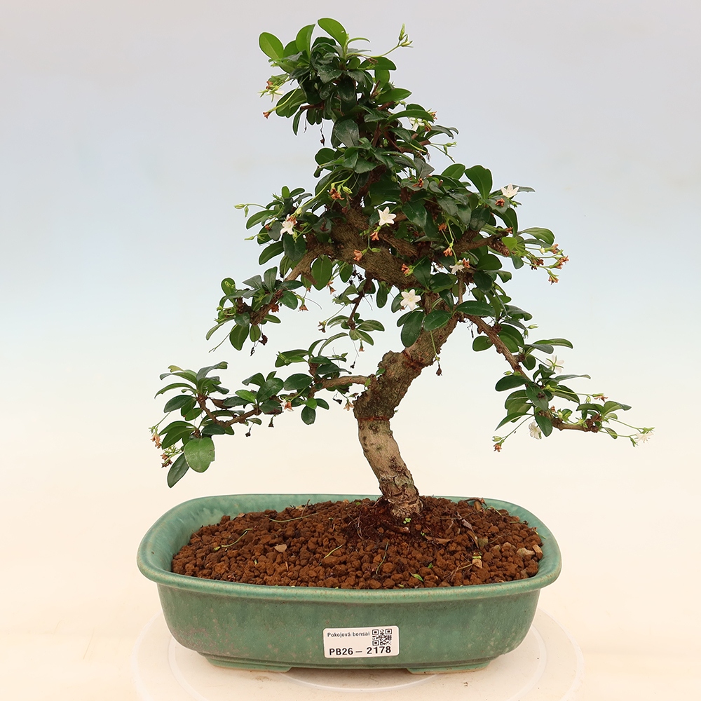 Pokojová bonsai - Carmona macrophylla - Čaj fuki