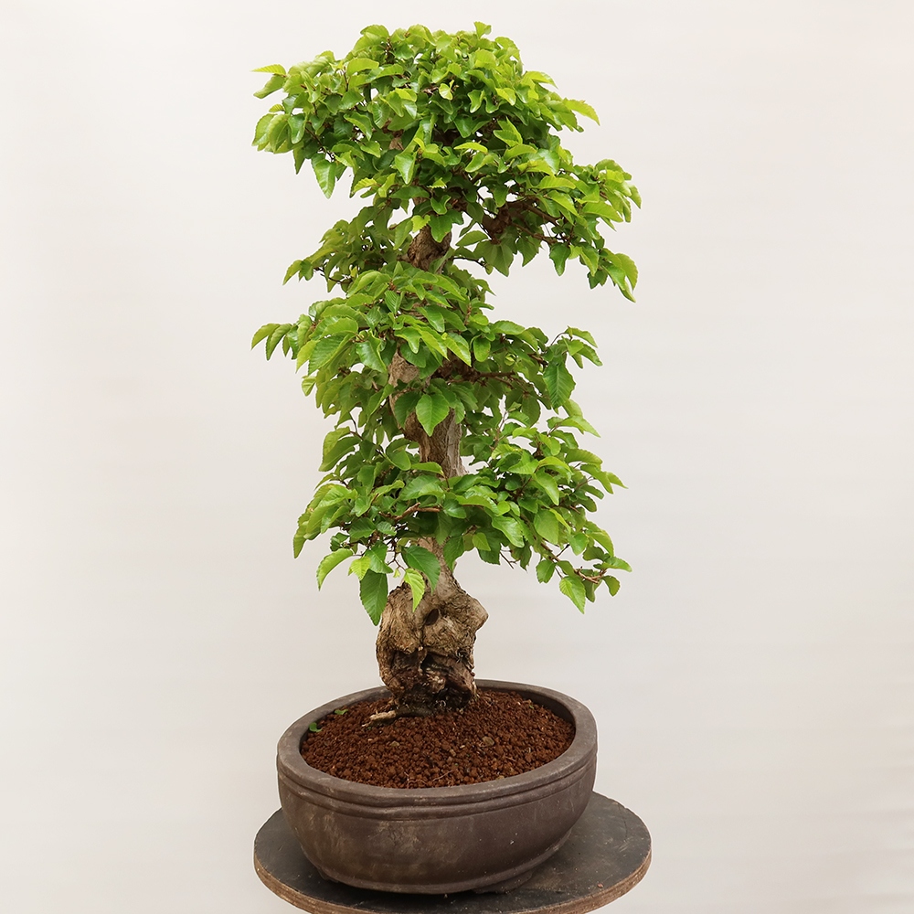 Venkovní bonsai -Carpinus Coreana - Habr korejský