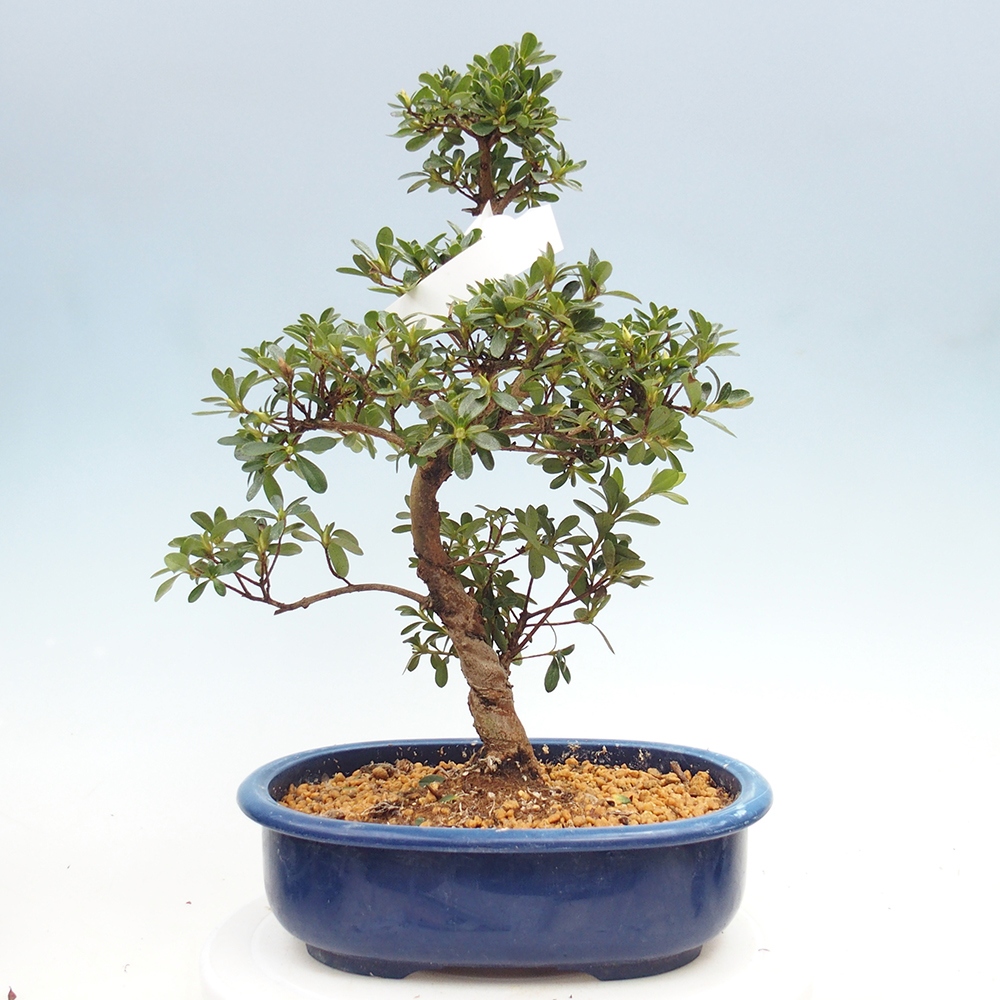 Venkovní bonsai - Japonská azalka - Azalea Asahi-no-izumi