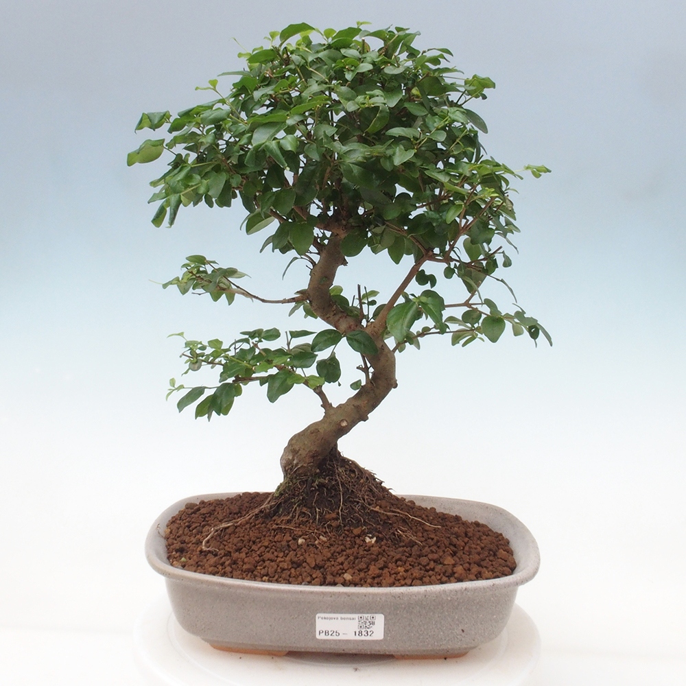 Pokojová bonsai -Ligustrum chinensis - Ptačí zob