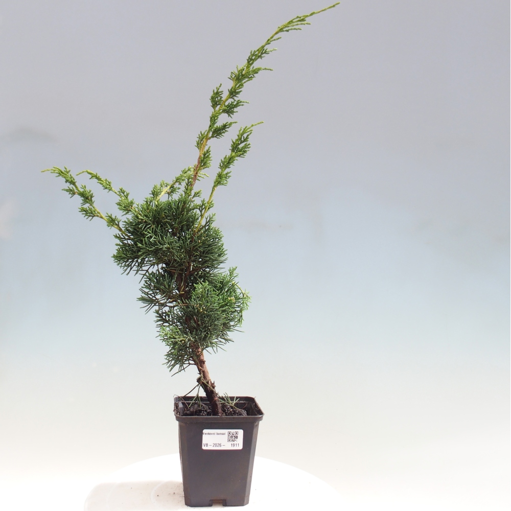 Venkovní bonsai - Juniperus chinensis Kishu -Jalovec čínský