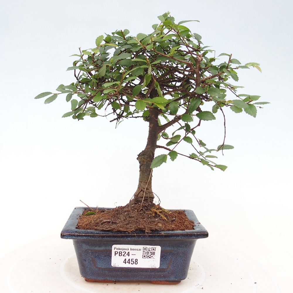 Pokojová bonsai - Ulmus parvifolia - Malolistý jilm