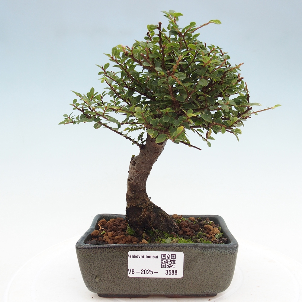 Venkovní bonsai - Ulmus parvifolia Hokkaido - jilm Čínský
