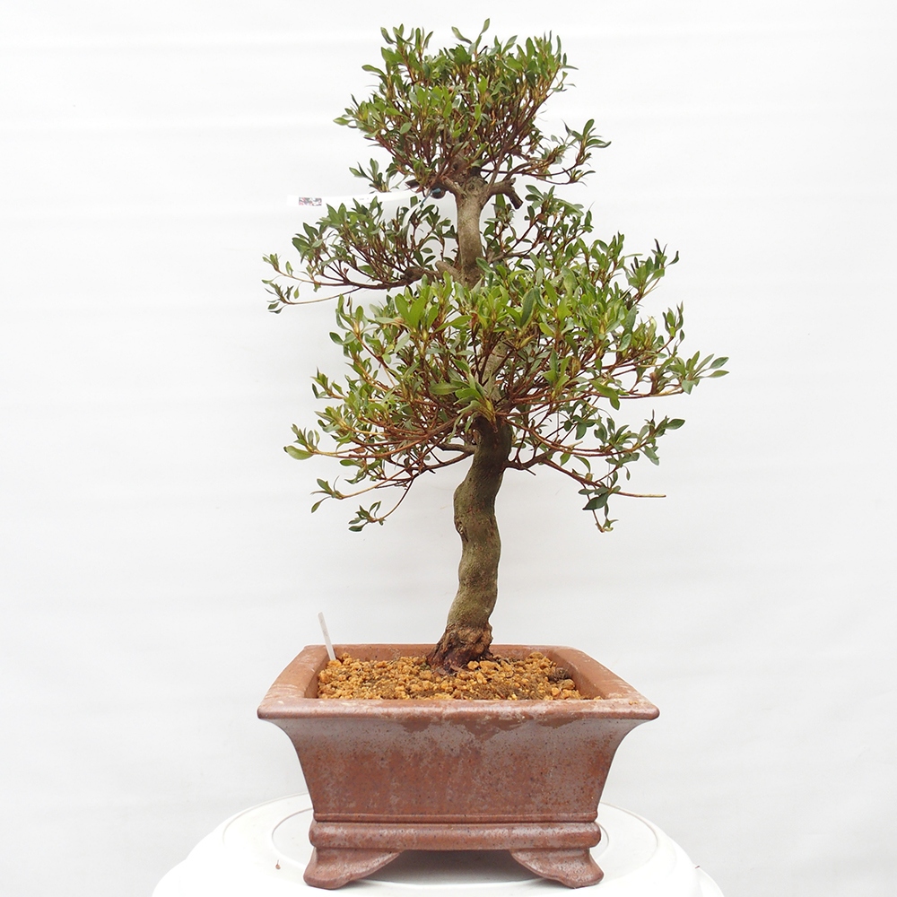 Venkovní bonsai - Japonská azalka - Azalea Chihiro