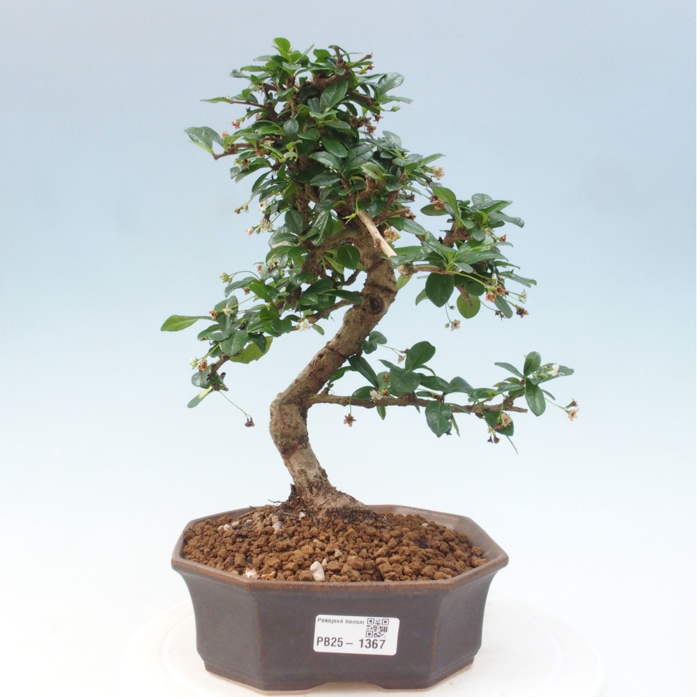 Pokojová bonsai - Carmona macrophylla - Čaj fuki
