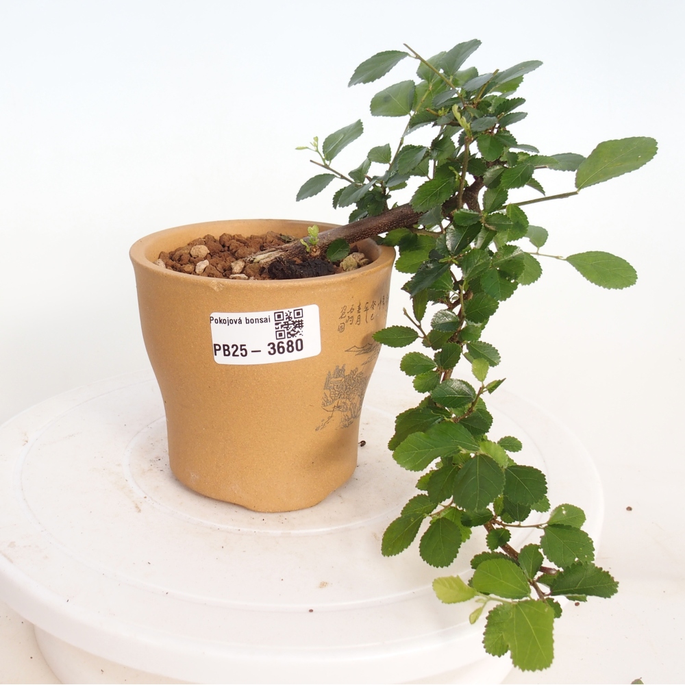 Pokojová bonsai - Grewia occidentalis - Hvězdice levandulová