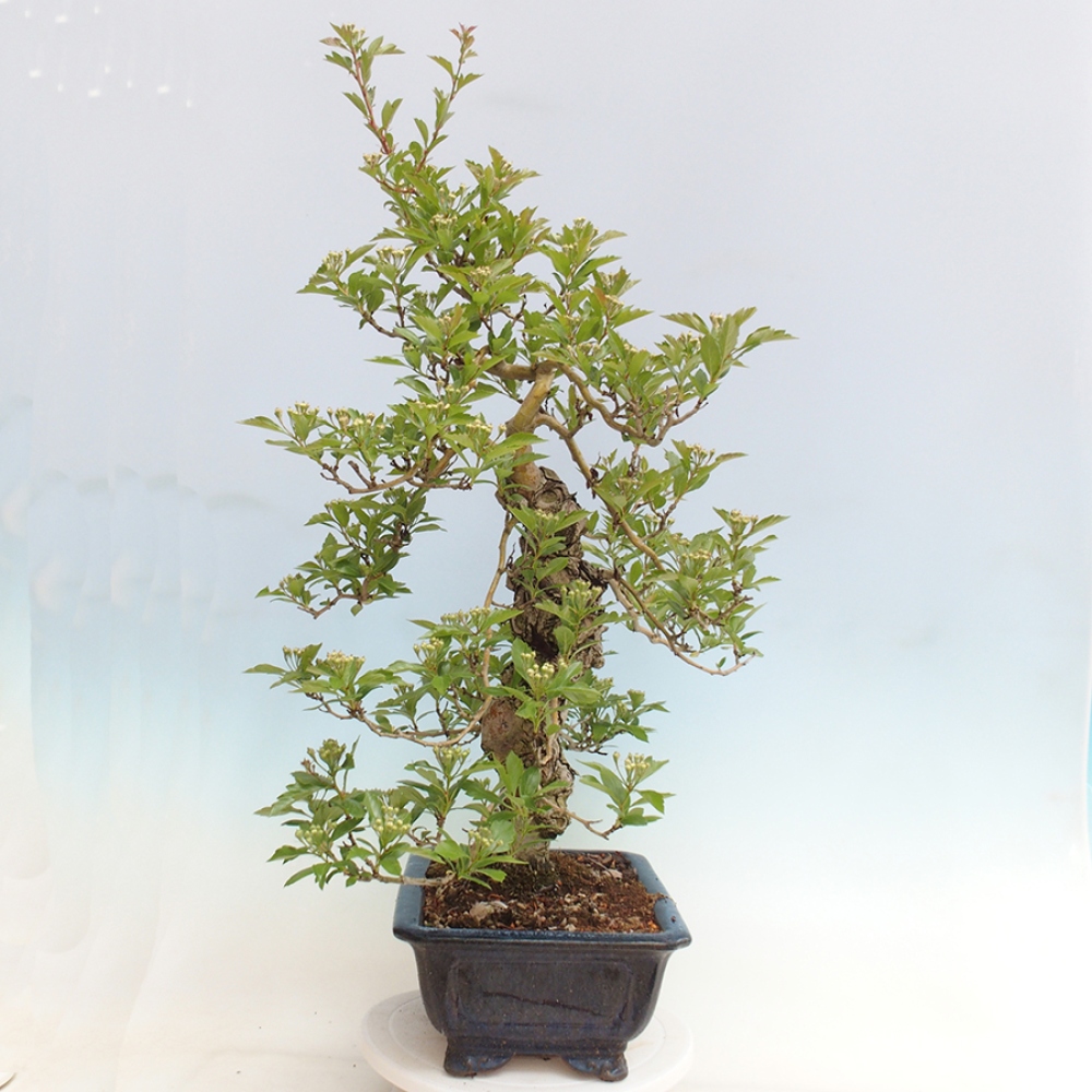 Venkovní bonsai - Hloh klínovitý - Crataegus cuneata