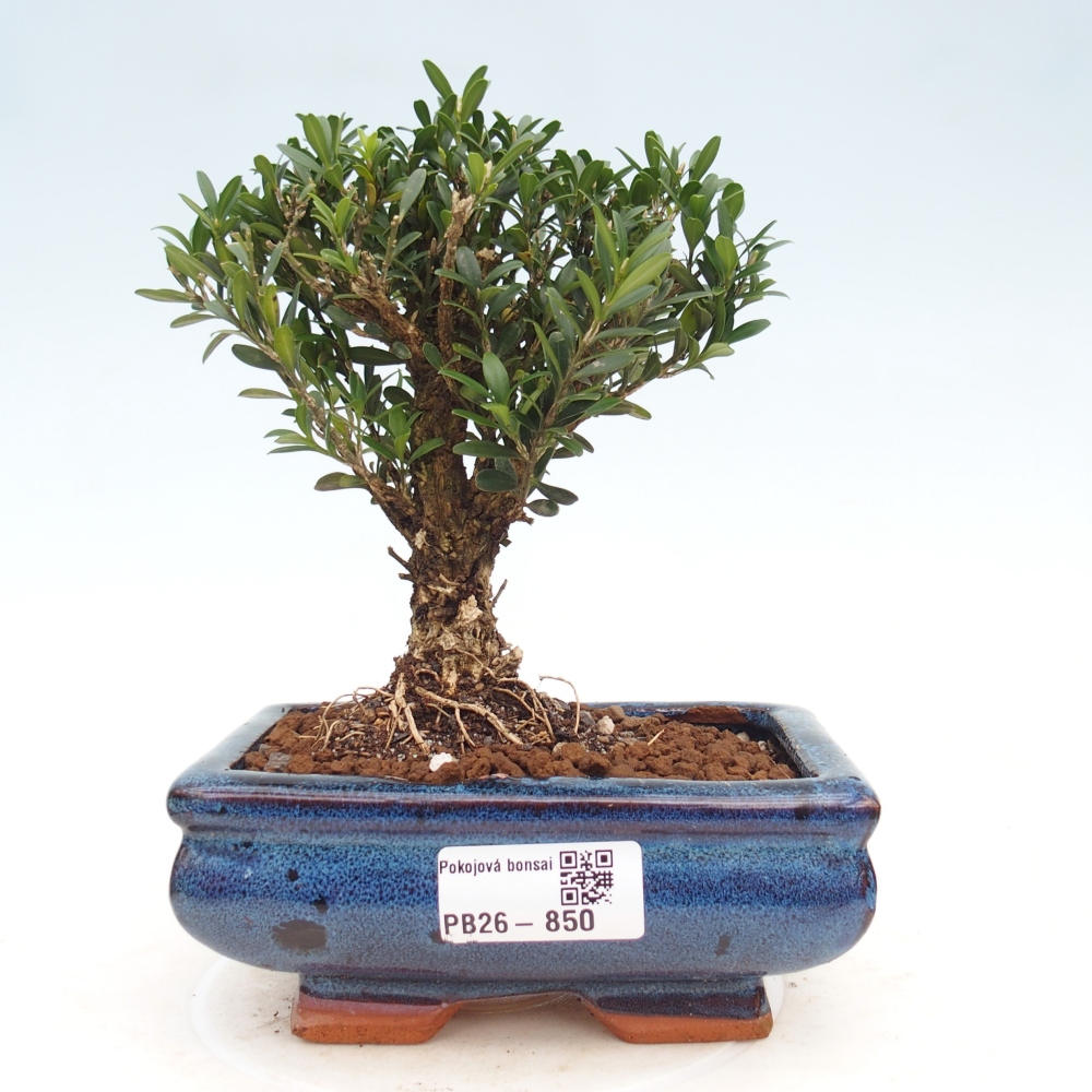 Pokojová bonsai - Buxus harlandii -korkový buxus
